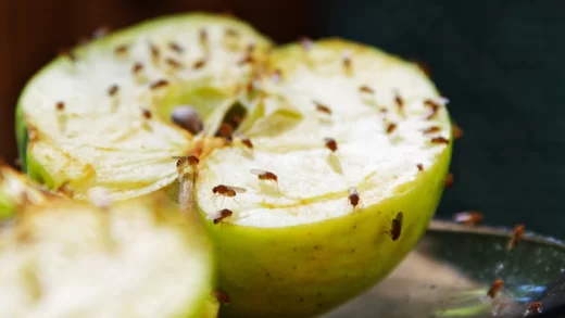 Wat-helpt-tegen-fruitvliegjes
